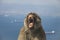 Gibraltar - Face of Barbary macaque monkey showing his teeth and