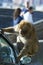 Gibraltar macaque climbed on top of a car