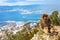 Gibraltar monkey aerial view