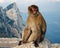 Gibraltar monkey at top of the Rock