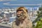 Gibraltar Monkeys or Barbary Macaques are considered