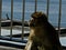 Gibraltar`s Mischievious Monkeys