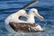 Gibson`s Wandering Albatross in Australasia