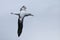 Gibson`s Wandering Albatross, Diomedea exulans, gliding