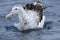 Gibson`s Wandering Albatross, Diomedea exulans, on ocean