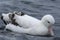 Gibson`s Wandering Albatross, Diomedea exulans, at rest