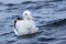 Gibson`s Wandering Albatross, Diomedea exulans, on sea