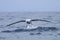 Gibson`s Wandering Albatross, Diomedea exulans, take off