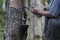 Gide hand farmers are beginning tires in a rubber plantation-rubber tapper
