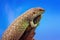 Gidgee Skink basking on log, Egernia stokesii