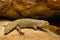 Gidgee spiny-tailed skink, Egernia stokesii, endemic to Australia. Fat lizard in the rock habitat, reptile from nature. Skink with