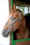 Gidran breed horse head profile portrait with an alert expression