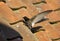 Gierzwaluw, Common Swift, Apus apus
