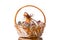 Gift basket on white background