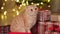 Gift boxes with cute cat against blurred flashing Christmas lights