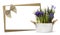 Gift card and iris violet flowers plant in pot metal with rope and ribbon jute isolated on white background, florist shop or