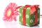 Gift with pink daisy-gerbera