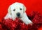 Gift yellow labrador puppy with New Year (Christmas) toys