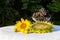 Gifts of Autumn - sunflower, sunflower seeds, orange flowers, vi