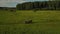 A gig with a bay horse harnessed rides through a meadow near the forest in summer.