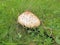 Gig mushroom detail in meadow growing