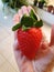 Gigant strawberry fruit