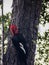 Gigant woodpecker male bird in chilean patagonia