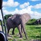 Gigantic african elephant in wild savanna(National park Chobe, B