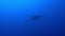 Gigantic Black Oceanic Manta fish floating on a background of blue water