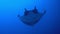 Gigantic Black Oceanic Manta fish floating on a background of blue water