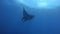 Gigantic Black Oceanic Manta fish floating on a background of blue water