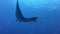 Gigantic Black Oceanic Manta fish floating on a background of blue water