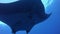 Gigantic Black Oceanic Manta fish floating on a background of blue water