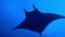 Gigantic Black Oceanic Manta Ray fish floating on a background of blue water