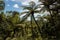 Gigantic black tree ferns