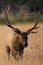 Gigantic bull elk in vertical photograph
