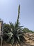Gigantic century plant bloom against sky in Sicily