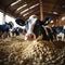 Gigantic ecological cow grazing in a serene domestic farm with industrial factory in background