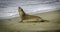 Gigantic Elephant seal on the beach