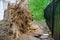 Gigantic fallen poplar tree toppled and cracks in asphalt as a result of the severe hurricane in one of courtyards of Moscow