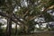 Gigantic ficus tree grown naturally on the way to a temple in Kengtung. With wide spread branches.