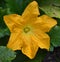 A Gigantic Flower of a Common Marrow Plant