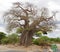 Gigantic green baobab