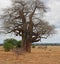 Gigantic green baobab