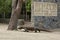 Gigantic komodo dragon in the beautiful nature habitat on a small island in Indonesian sea