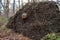 Gigantic root mass of uprooted tree with protruding rock.