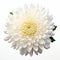Gigantic Scale Hyper-realistic White Flower Portraiture On Bold Chromatic Background