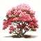 Gigantic Scale Rhododendron Pink Spring Tree Illustration