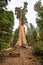 Gigantic Sequoia tree, called General Grant, in Sequoia National Park, California USA