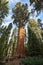 Gigantic Sequoia tree, called General Sherman, in Sequoia National Park, California USA